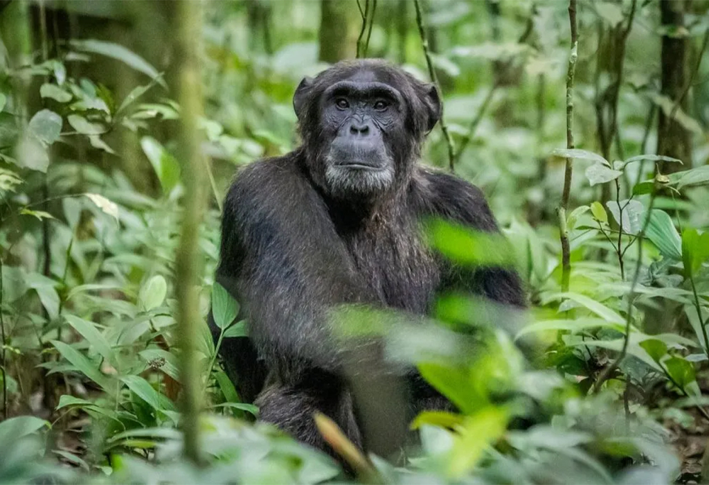 5 Days Gorilla and Chimpanzee Tracking Safari