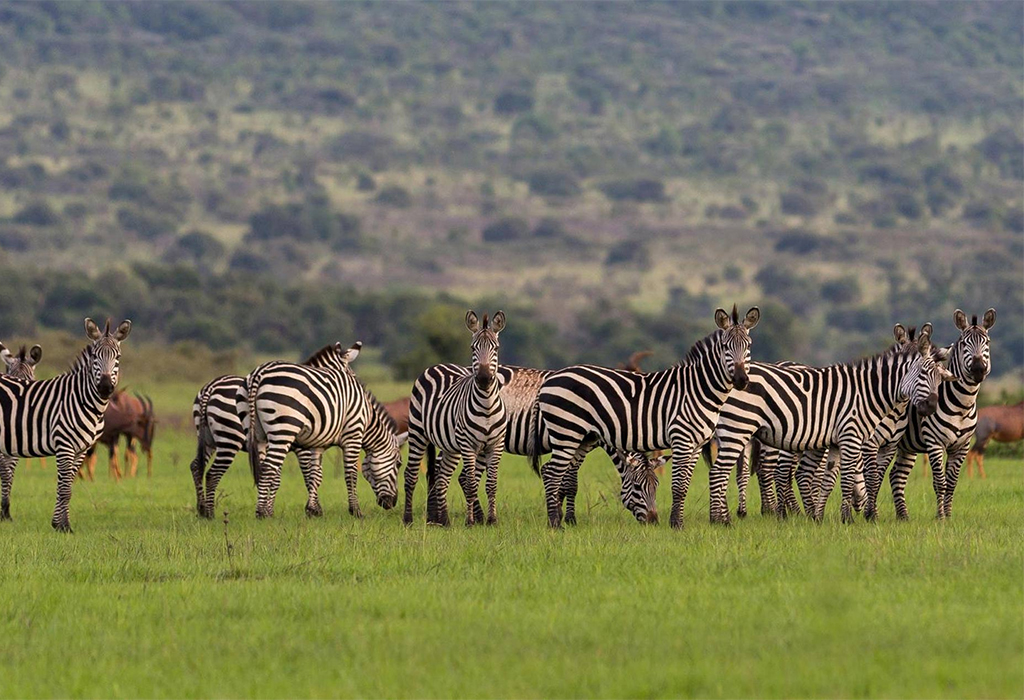 Akagera National Park