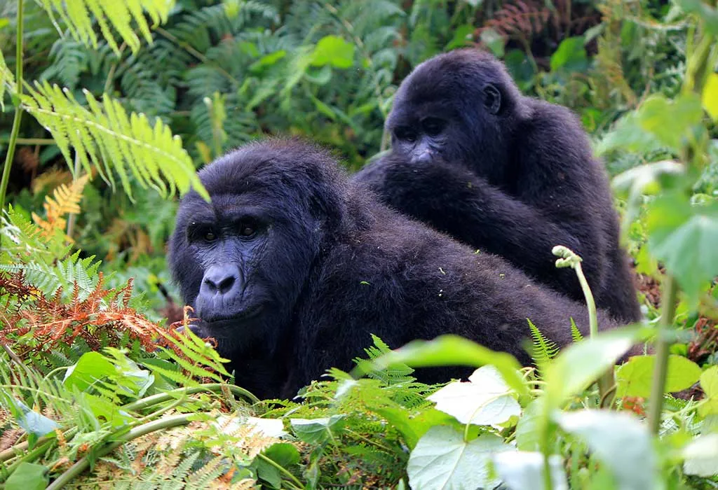 1 Day Gorilla Trekking in Rwanda