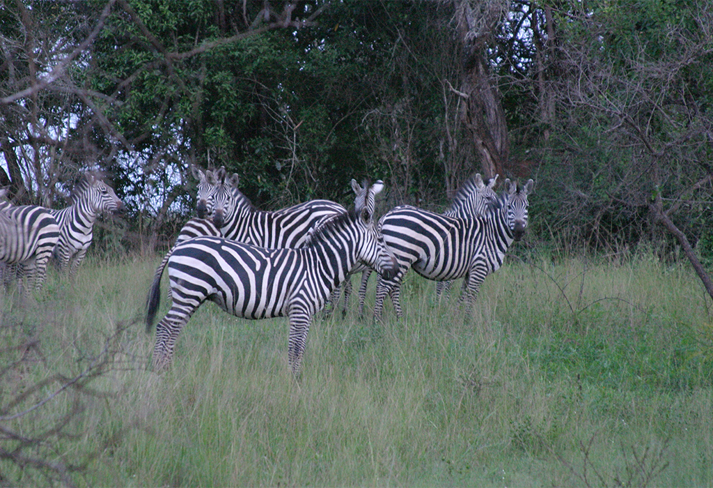 Lake Mburo National Park