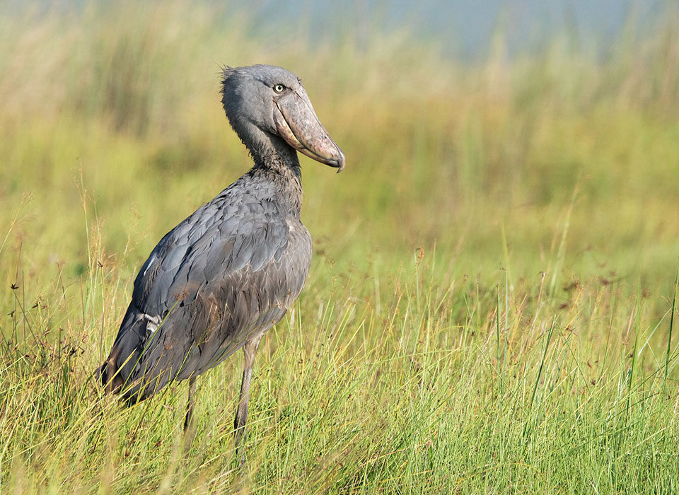 Best Birding Spots in Uganda