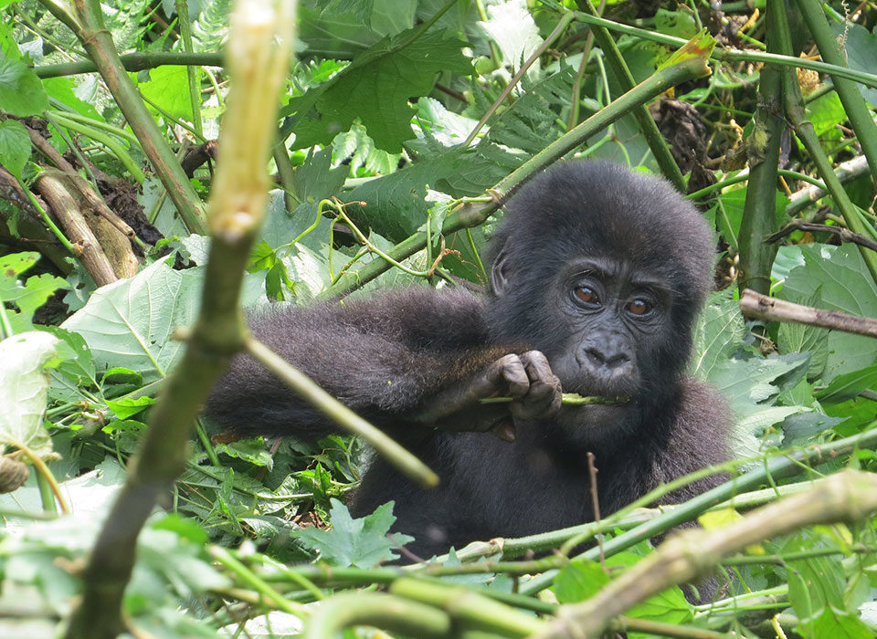 A Comprehensive Guide To Gorilla trekking in Uganda
