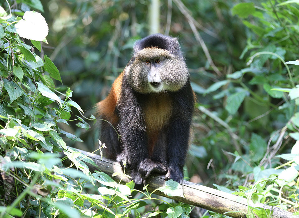 How many hours can I be allocated for golden monkey tracking in Mgahinga national park