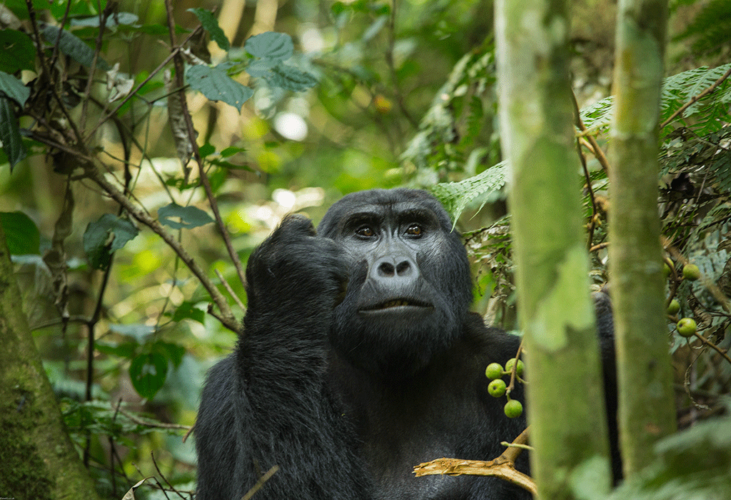 2 Days Gorilla Trekking in Bwindi from Kigali