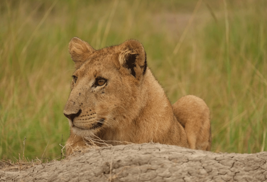 3 Days Fly-in Safari to Queen Elizabeth National Park