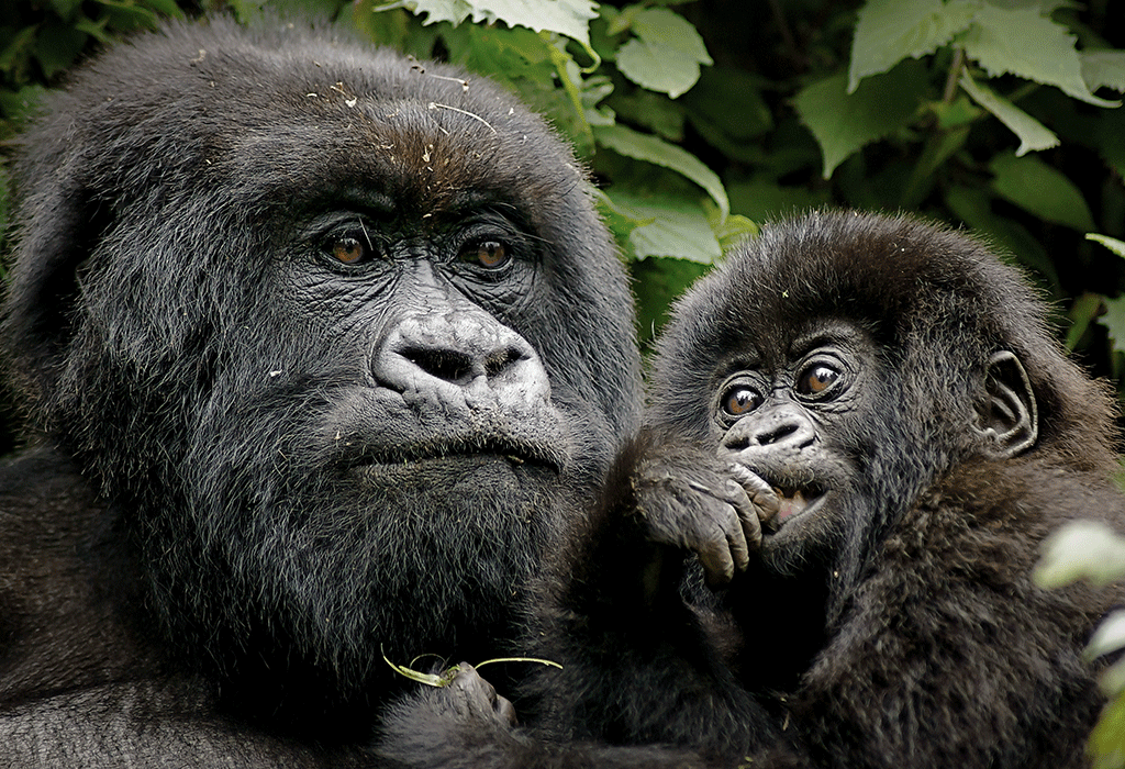 3 Days Uganda Gorilla Trekking Safari to Bwindi National Park