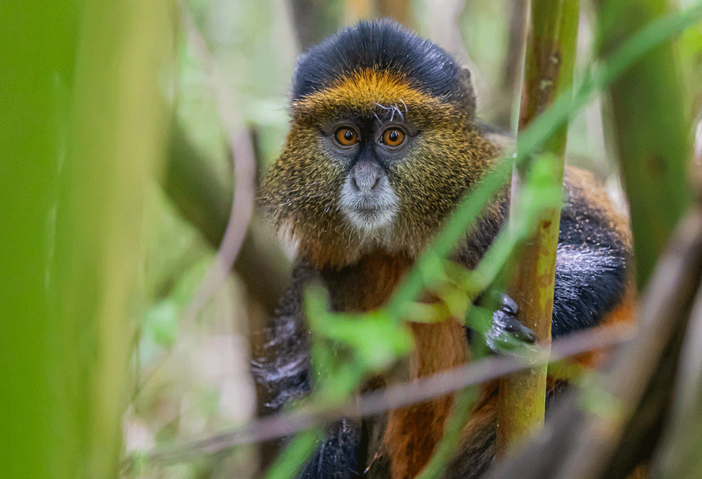 4 Days Uganda Gorilla & Golden Monkey Trekking Safari