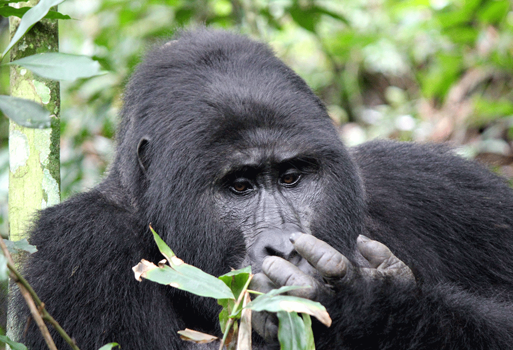 7 Days Great Apes in Rwanda and Uganda